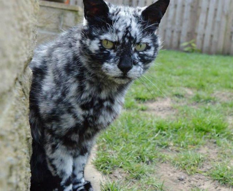 Scrappy cat, Vitiligo cat, кошка с болезнью Витилиго