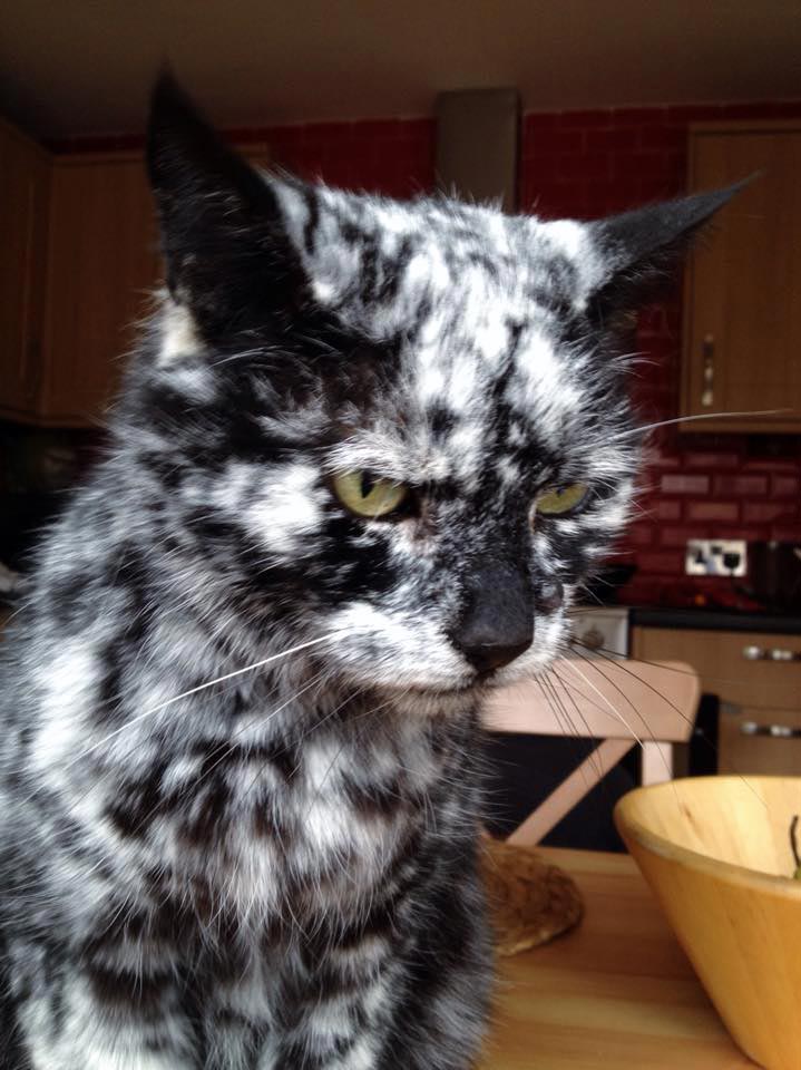 Scrappy cat, Vitiligo cat, кошка с болезнью Витилиго