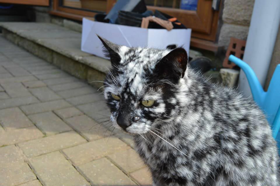 Scrappy cat, Vitiligo cat, кошка с болезнью Витилиго