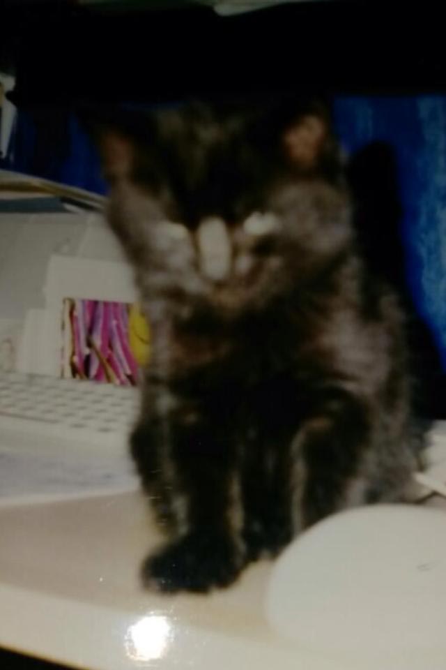 Scrappy cat, Vitiligo cat, кошка с болезнью Витилиго