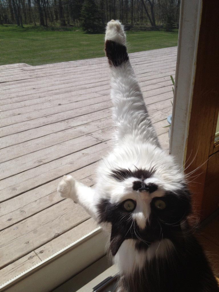 коты хулиганы, кошки пойманные на месте преступления, коты пойманные на месте преступления, коты пойманные с поличным