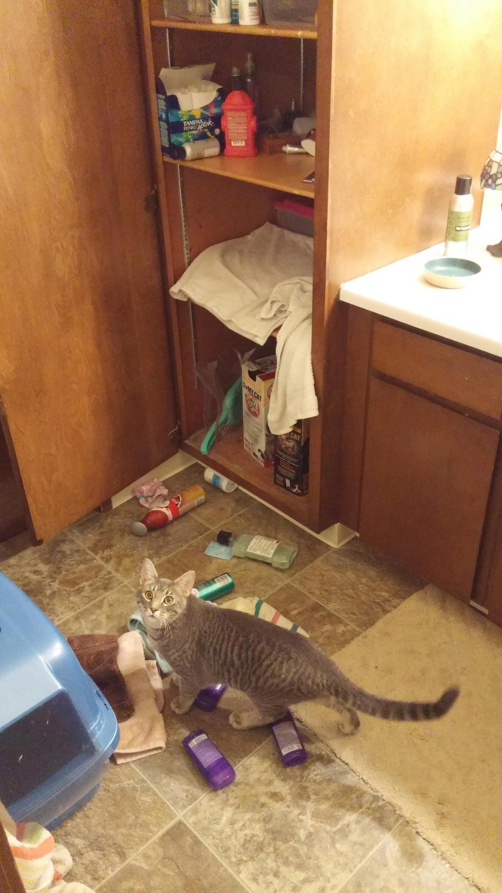 коты хулиганы, кошки пойманные на месте преступления, коты пойманные на месте преступления, коты пойманные с поличным