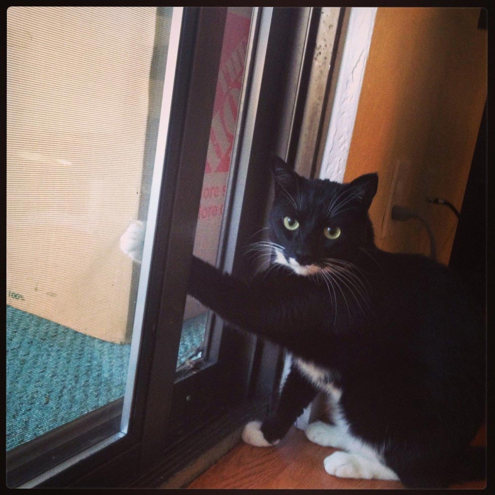 коты хулиганы, кошки пойманные на месте преступления, коты пойманные на месте преступления, коты пойманные с поличным