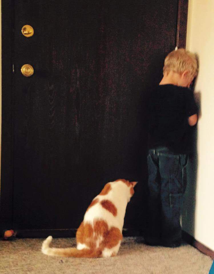 коты хулиганы, кошки пойманные на месте преступления, коты пойманные на месте преступления, коты пойманные с поличным