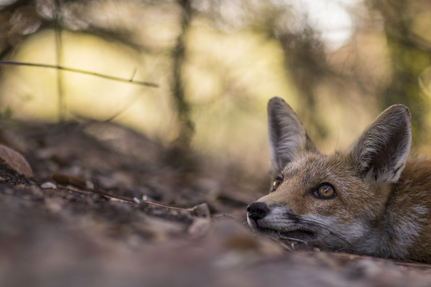 25 прелестных животных, которые просто обожают осень животные осенью, животные и осень