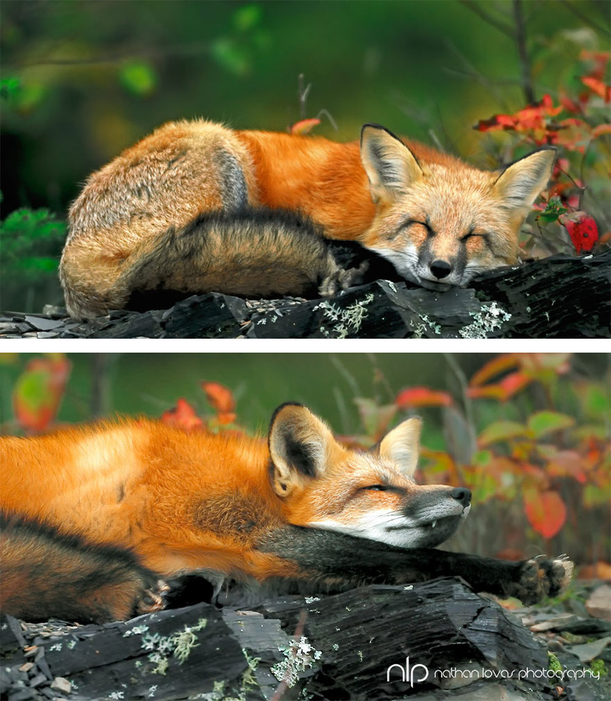 25 прелестных животных, которые просто обожают осень животные осенью, животные и осень