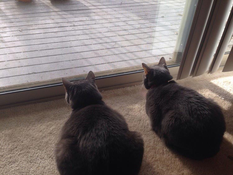 23 забавных сбоя в матрице или где-то я уже это видел сбои в матрице, забавне сбои в матрице, где-то я уже это видел, повторяющиеся вещи, забавные случаи дежавю