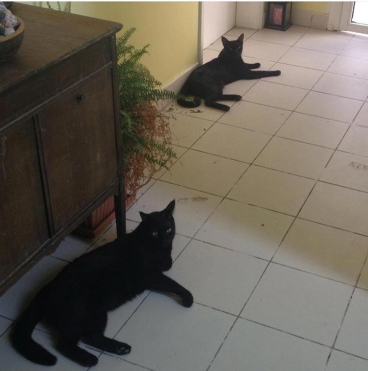 23 забавных сбоя в матрице или где-то я уже это видел сбои в матрице, забавне сбои в матрице, где-то я уже это видел, повторяющиеся вещи, забавные случаи дежавю