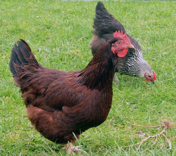 яйцо внутри яйца, разбили яйцо внутри другое яйцо, яйцо внутри яйца видео