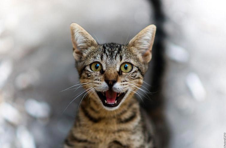 коты кошачья мята, перебрали с кошачьей мятой, коты наркоманы