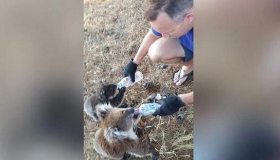 австралийцы поят коал водой, австралицы поливают коал водой, жара в Австралии коалы, коалы вода засуха
