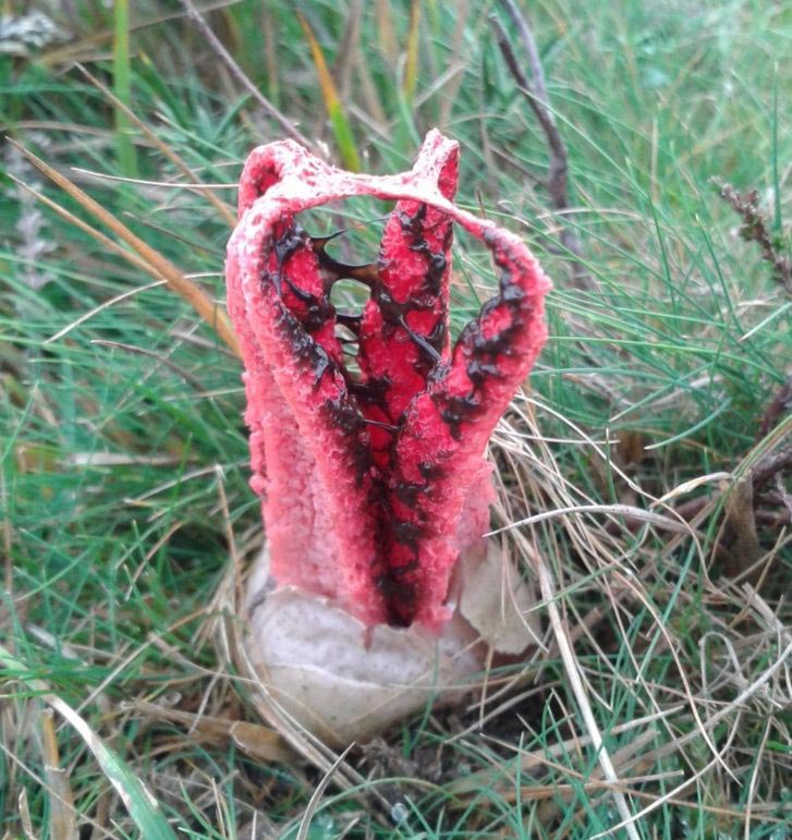 Пальцы дьявола, Антурус Арчера,Clathrus archeri, как растет Антурус Арчера,как растет гриб Пальцы дьявола