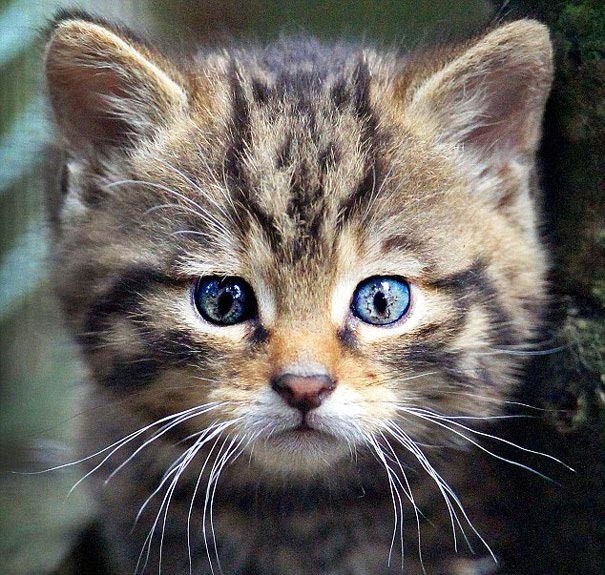 лица в предметах, парейдолия