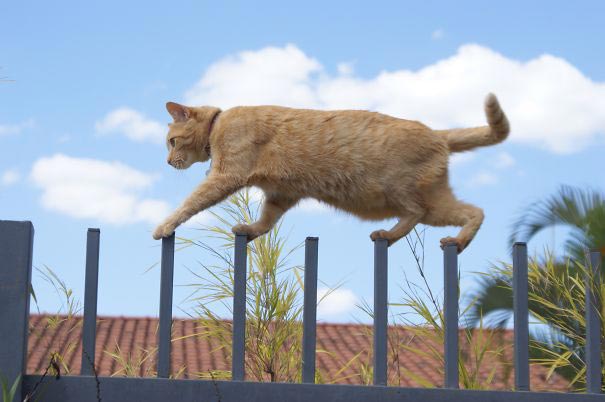 коты ниндзя, ниндзя-кошки