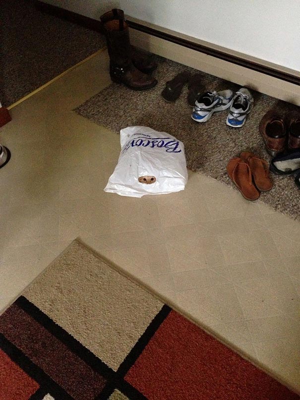 коты ниндзя, ниндзя-кошки