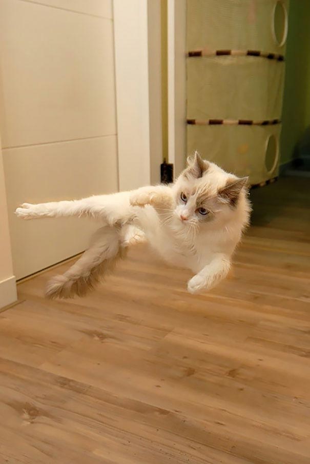 коты ниндзя, ниндзя-кошки