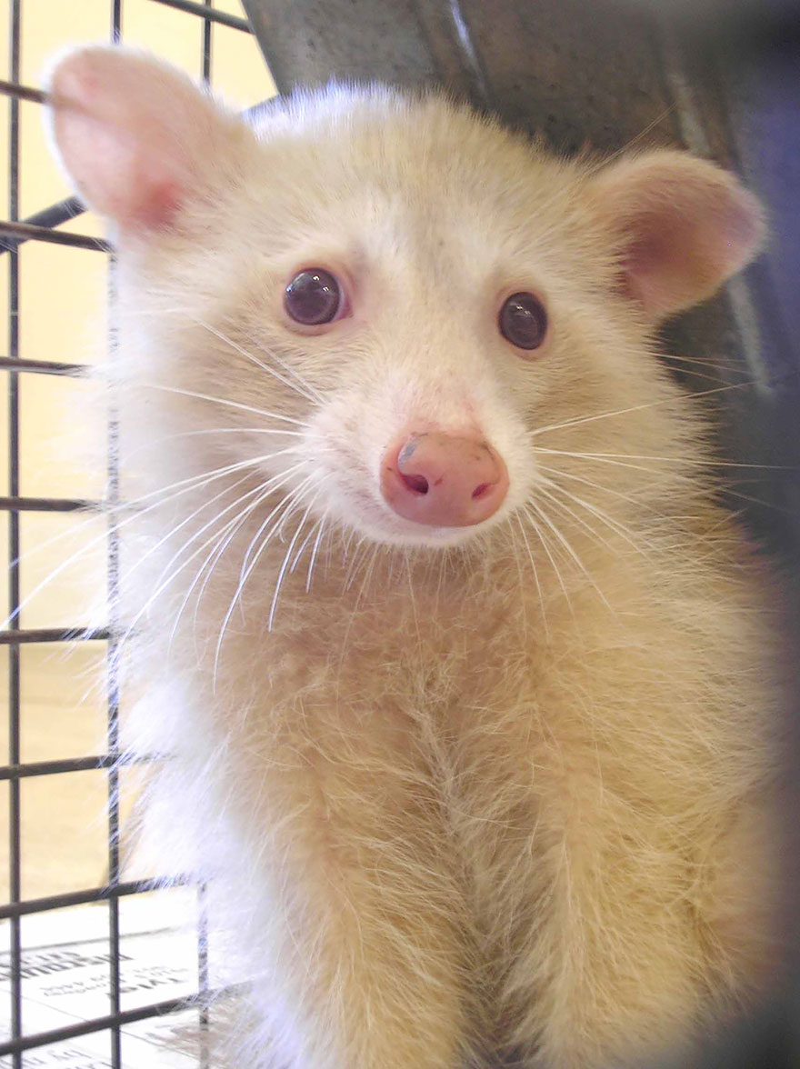 животные альбиносы, albino anomal