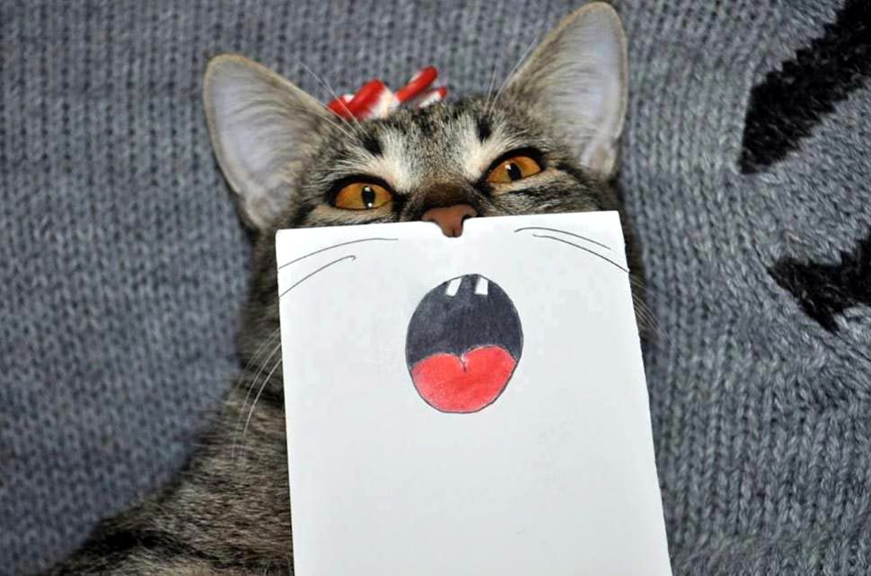 эмоции кошки, эмоции кошки на бумаге, подставляет нарисованные рты кошке