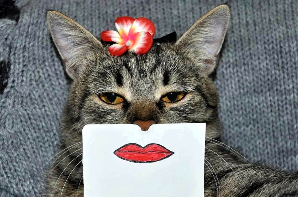 эмоции кошки, эмоции кошки на бумаге, подставляет нарисованные рты кошке