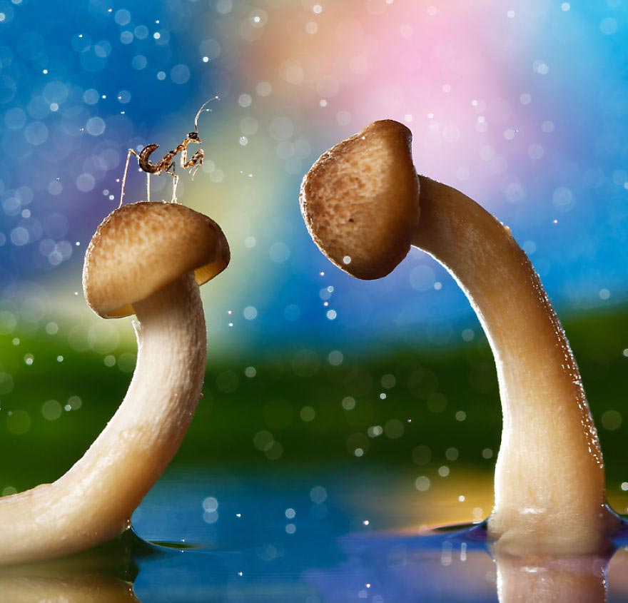 насекомые макро, фотографии насекомых, Надав Багим, Nadav Bagim, Wonderland