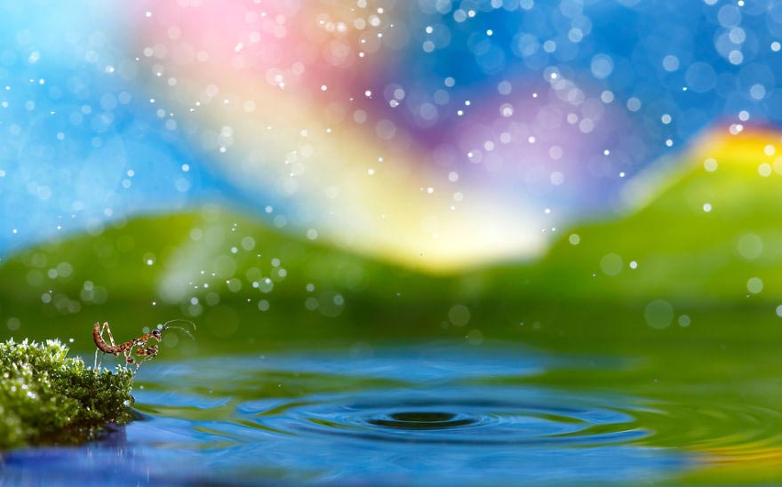 насекомые макро, фотографии насекомых, Надав Багим, Nadav Bagim, Wonderland