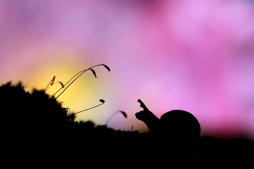 насекомые макро, фотографии насекомых, Надав Багим, Nadav Bagim, Wonderland