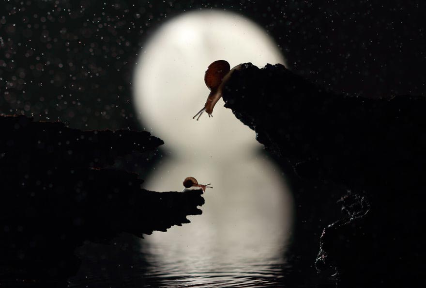 насекомые макро, фотографии насекомых, Надав Багим, Nadav Bagim, Wonderland