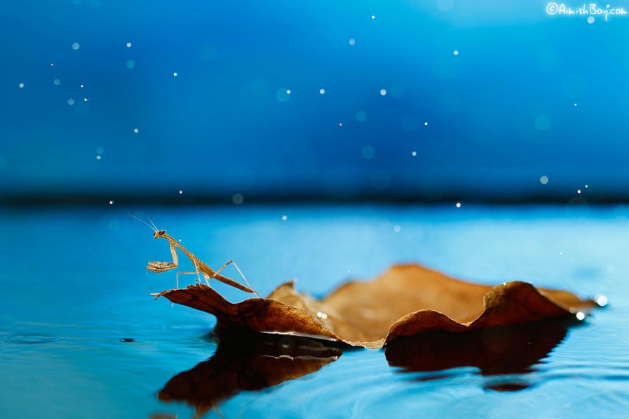 насекомые макро, фотографии насекомых, Надав Багим, Nadav Bagim, Wonderland