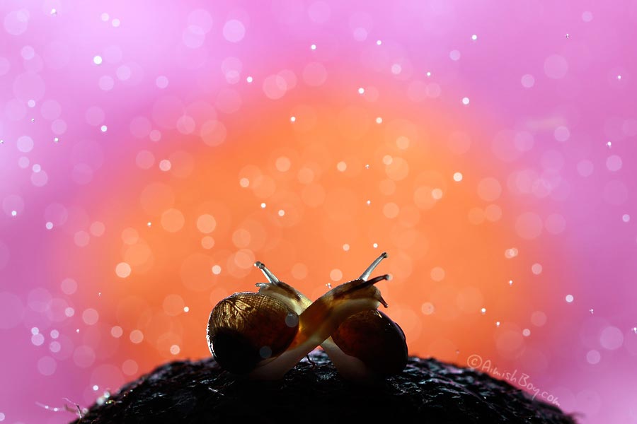 насекомые макро, фотографии насекомых, Надав Багим, Nadav Bagim, Wonderland