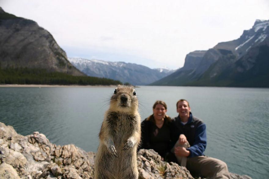 photobomb animals, животные фотобомбы, животные испортившие фотографии