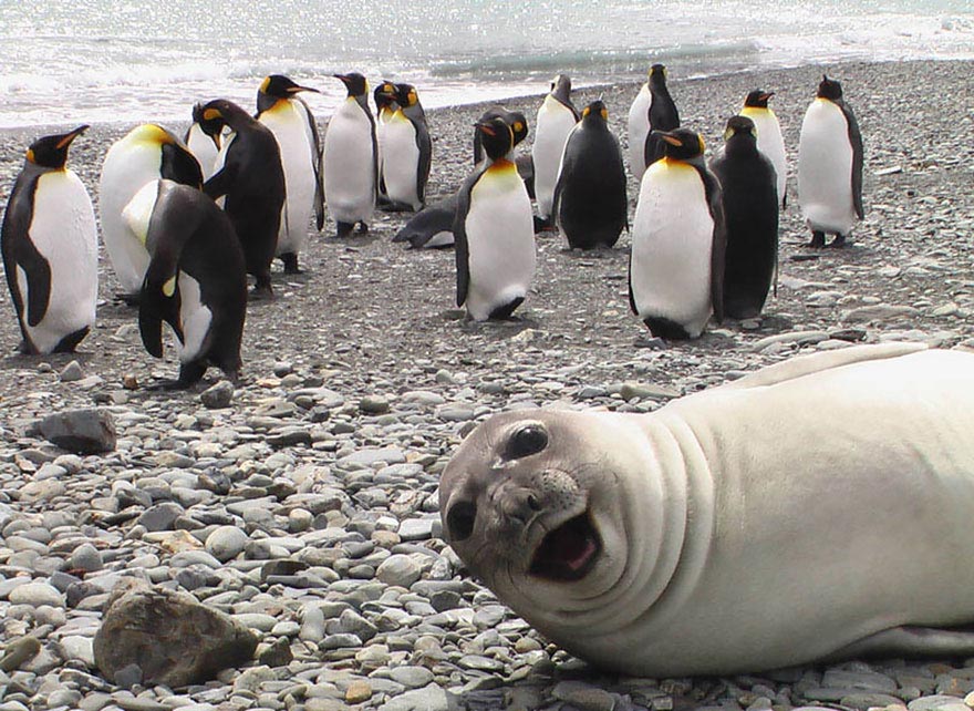 photobomb animals, животные фотобомбы, животные испортившие фотографии