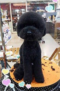 Квадратные собаки: новая мода в Тайване на идеально круглые и квадратные стрижки собак квадратные стрижки собак, круглые стрижки собак, модные стрижки собак в Тайване, квадратные и круглые стрижки собак