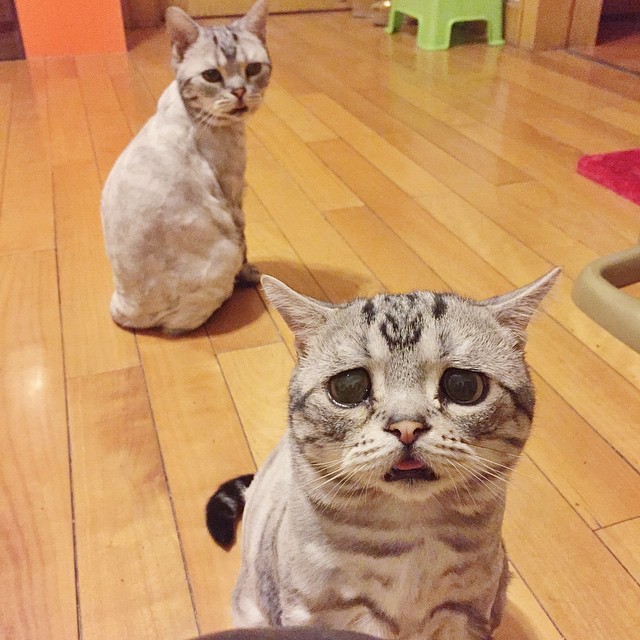 Luhu  кошка, кошка Луху, самая грустная кошка, Luhu cat 