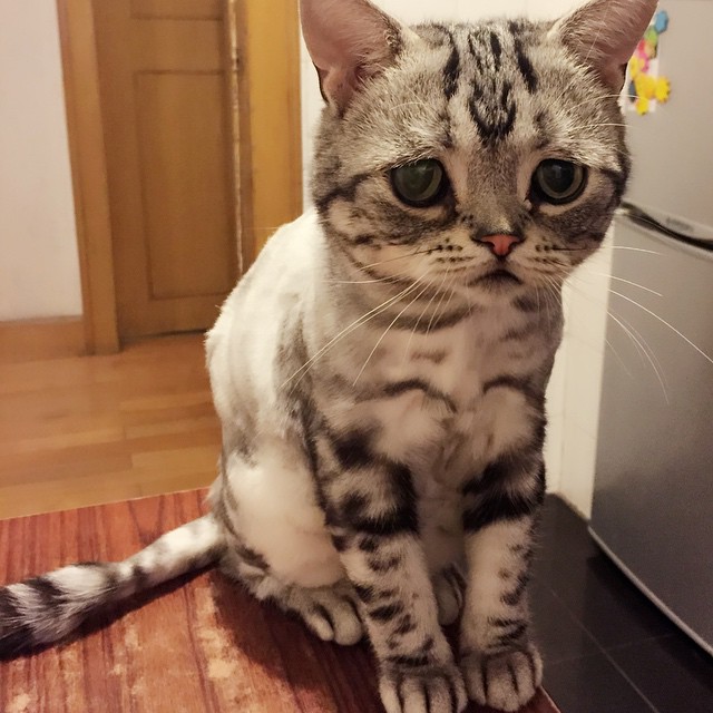 Luhu  кошка, кошка Луху, самая грустная кошка, Luhu cat 