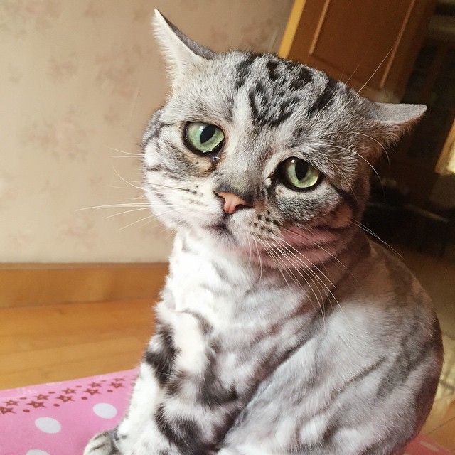 Luhu  кошка, кошка Луху, самая грустная кошка, Luhu cat 
