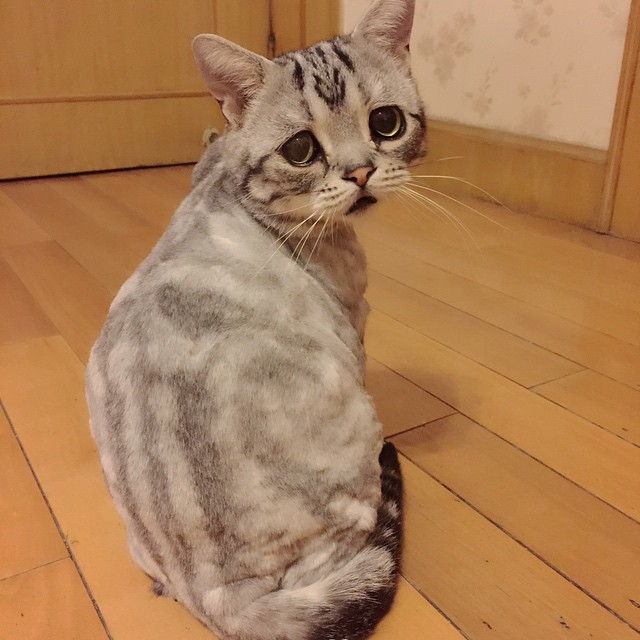 Luhu  кошка, кошка Луху, самая грустная кошка, Luhu cat 