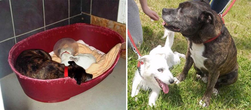 собака-поводырь, у слепой собаки есть поводырь, Glenn Buzz dog