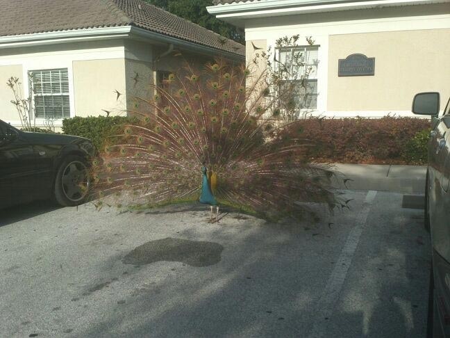 13 наглых птиц-хулиганов, терроризирующих человечество птицы хулиганы, птицы терроризирующие человечество, злые птицы, смешные птицы