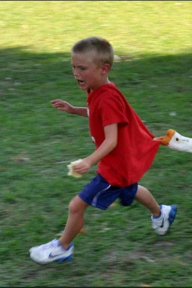 13 наглых птиц-хулиганов, терроризирующих человечество птицы хулиганы, птицы терроризирующие человечество, злые птицы, смешные птицы