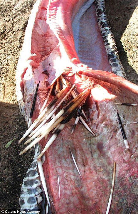 питон съел дикобраза, дикобраз внутри питона, питон проглотил дикобраза