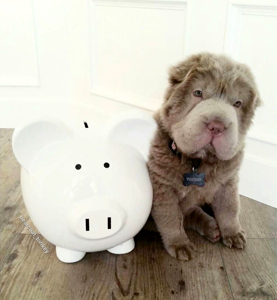 Tonkey, щенок шарпея похожий на медвежонка, щенок похожий на мишку