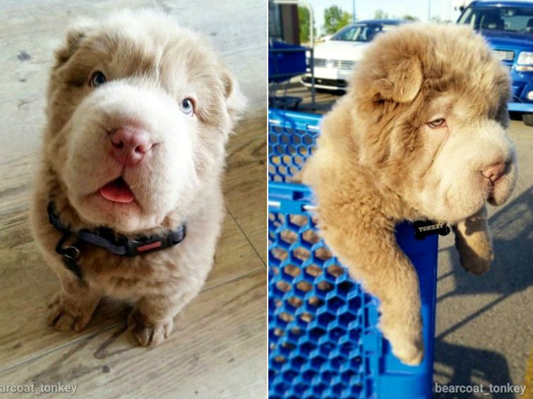 Tonkey, щенок шарпея похожий на медвежонка, щенок похожий на мишку