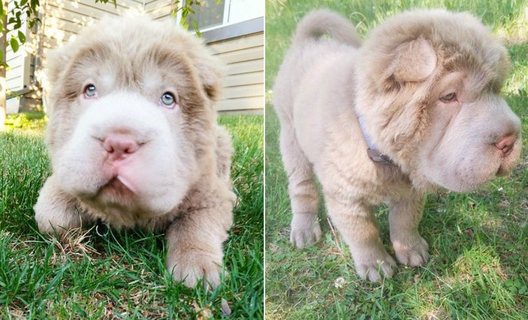 Tonkey, щенок шарпея похожий на медвежонка, щенок похожий на мишку