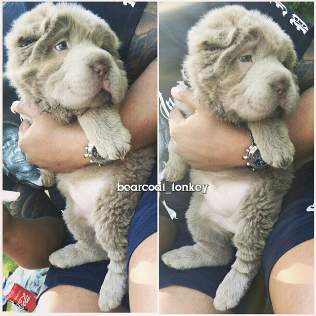 Tonkey, щенок шарпея похожий на медвежонка, щенок похожий на мишку