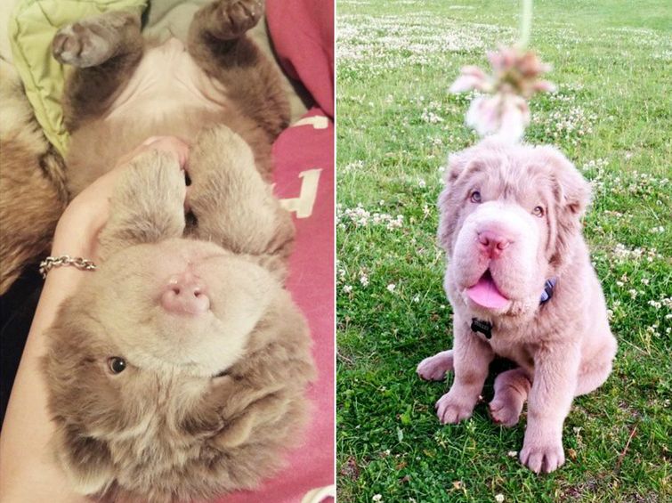 Tonkey, щенок шарпея похожий на медвежонка, щенок похожий на мишку