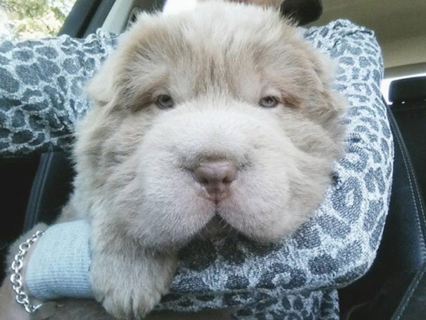 Tonkey, щенок шарпея похожий на медвежонка, щенок похожий на мишку