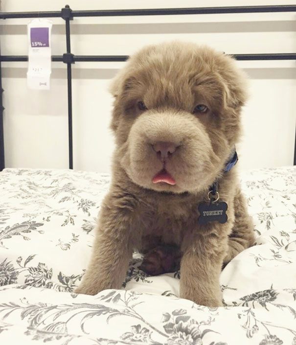 Tonkey, щенок шарпея похожий на медвежонка, щенок похожий на мишку