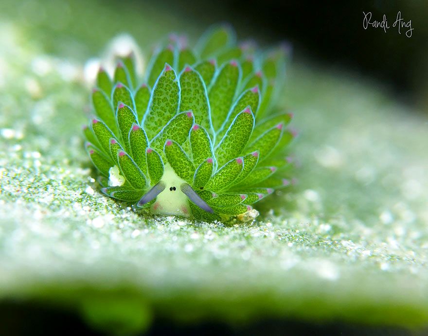 Leaf Sheep, Costasiella kuroshimae, слизняк похожий на овечку