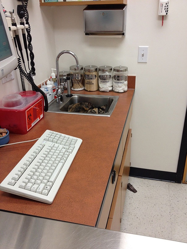 коты у ветеринара, кошка у ветеринара, смешные коты