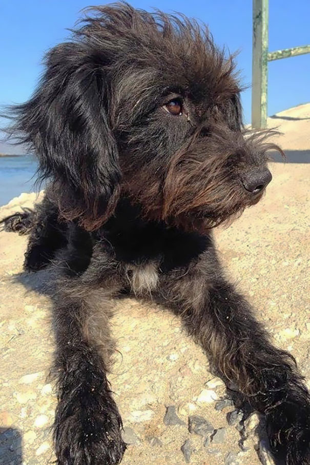 собака защитила девушку и родила щенят, Джорджия Брэдли, Georgia Bradley